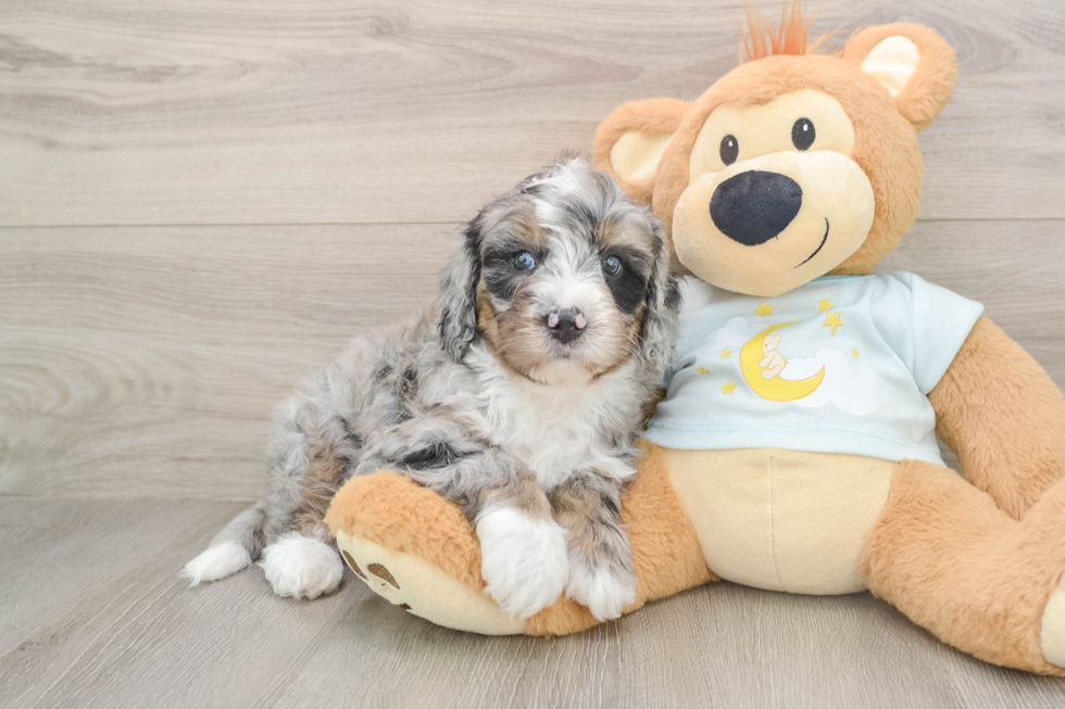 Happy Mini Bernedoodle Baby