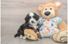 Little Mini Bernadoodle Poodle Mix Puppy
