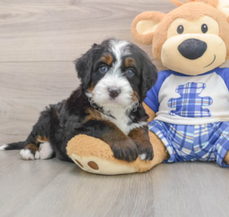 7 week old Mini Bernedoodle Puppy For Sale - Lone Star Pups