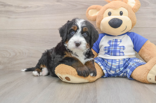 Cute Mini Bernedoodle Baby