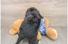 Mini Bernedoodle Puppy for Adoption