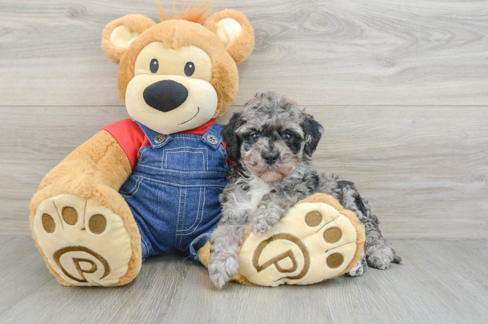 5 week old Mini Bernedoodle Puppy For Sale - Lone Star Pups