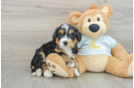 Small Mini Bernedoodle Baby