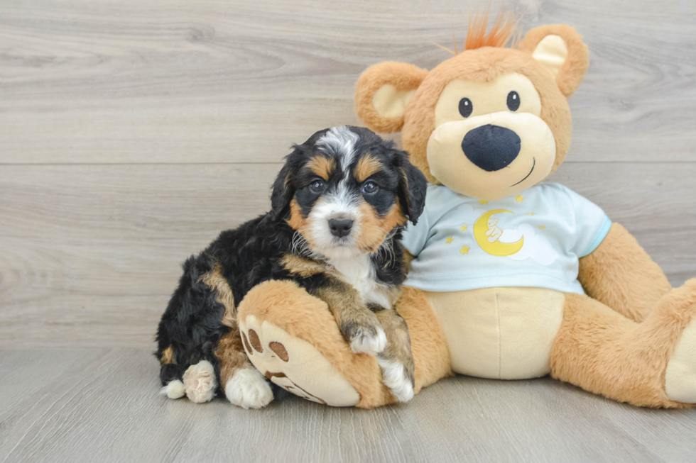 Small Mini Bernedoodle Baby