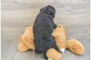 Little Mini Bernese Poodle Poodle Mix Puppy