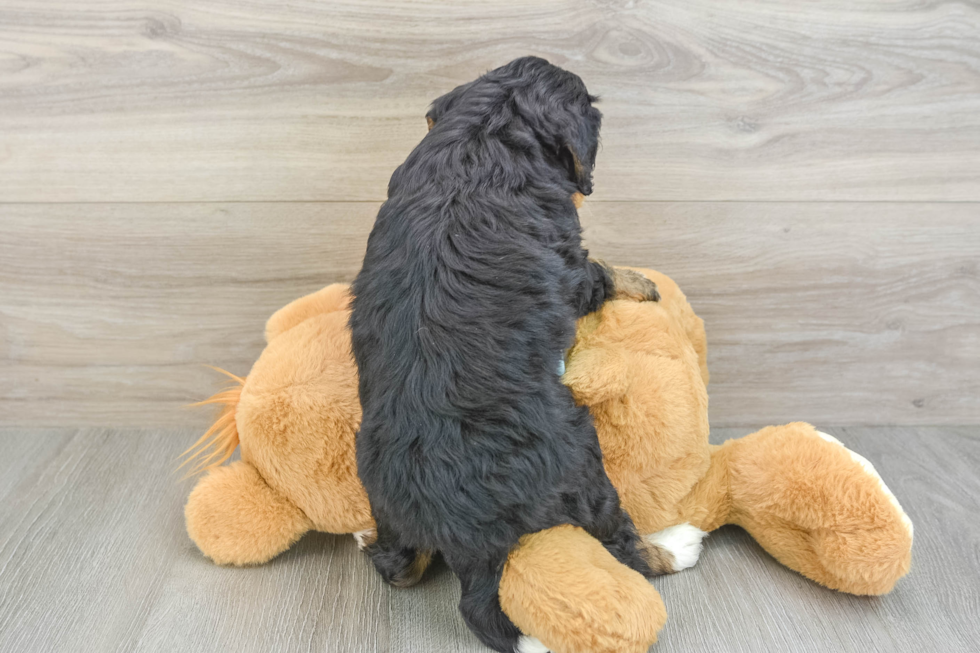 Little Mini Bernese Poodle Poodle Mix Puppy