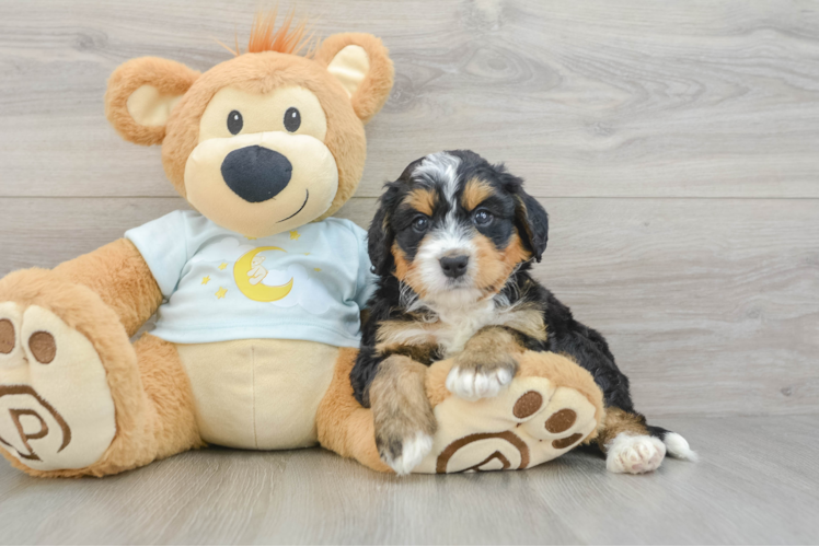 Best Mini Bernedoodle Baby