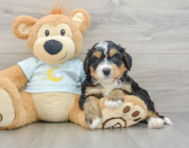 8 week old Mini Bernedoodle Puppy For Sale - Lone Star Pups
