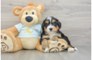 Best Mini Bernedoodle Baby