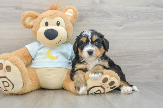 Best Mini Bernedoodle Baby