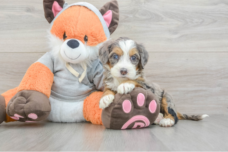 Mini Bernedoodle Puppy for Adoption