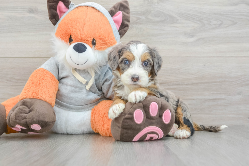 Mini Bernedoodle Puppy for Adoption