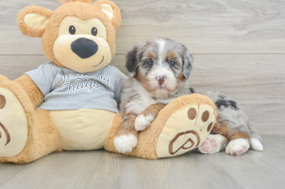 6 week old Mini Bernedoodle Puppy For Sale - Lone Star Pups