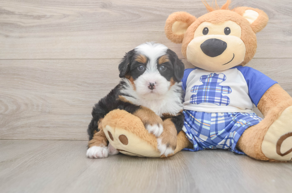 5 week old Mini Bernedoodle Puppy For Sale - Lone Star Pups