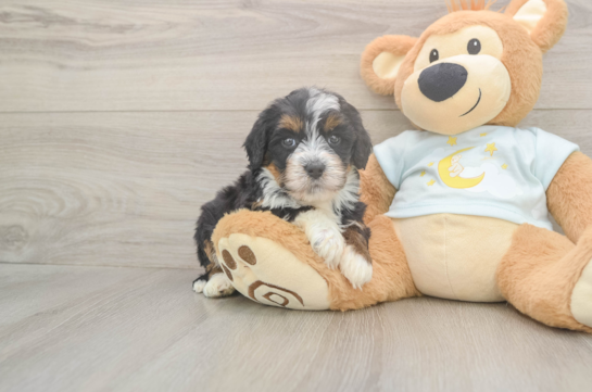 5 week old Mini Bernedoodle Puppy For Sale - Lone Star Pups Funny Mini Bernedoodle Poodle Mix Pup
