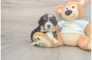 Meet Mila - our Mini Bernedoodle Puppy Photo  1/3 - Lone Star Pups Funny Mini Bernedoodle Poodle Mix Pup