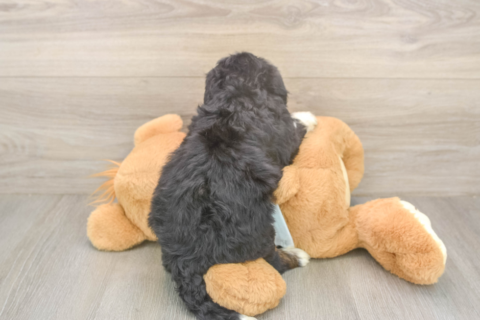 Meet Mila - our Mini Bernedoodle Puppy Photo  3/3 - Lone Star Pups Small Mini Bernedoodle Baby