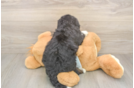 Meet Mila - our Mini Bernedoodle Puppy Photo  3/3 - Lone Star Pups Small Mini Bernedoodle Baby