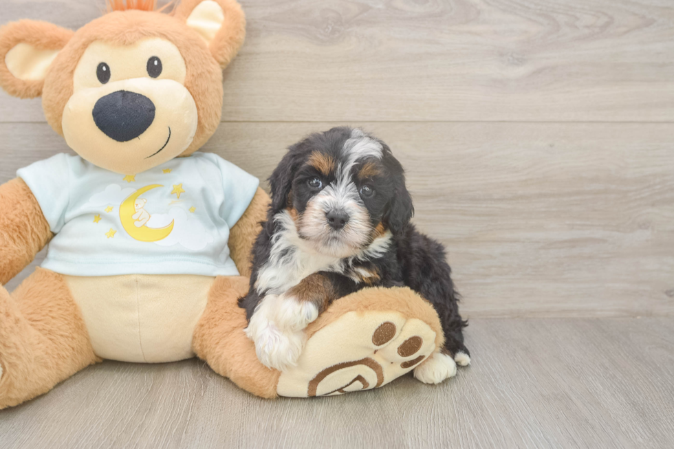 Meet Mila - our Mini Bernedoodle Puppy Photo  2/3 - Lone Star Pups Mini Bernedoodle Puppy for Adoption