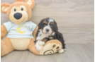 Meet Mila - our Mini Bernedoodle Puppy Photo  2/3 - Lone Star Pups Mini Bernedoodle Puppy for Adoption