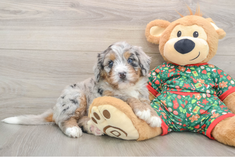 Fluffy Mini Bernedoodle Poodle Mix Pup