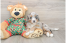 Happy Mini Bernedoodle Baby