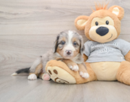 7 week old Mini Bernedoodle Puppy For Sale - Lone Star Pups