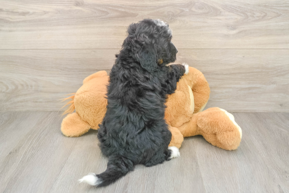 Hypoallergenic Mini Bernadoodle Poodle Mix Puppy