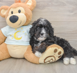 7 week old Mini Bernedoodle Puppy For Sale - Lone Star Pups
