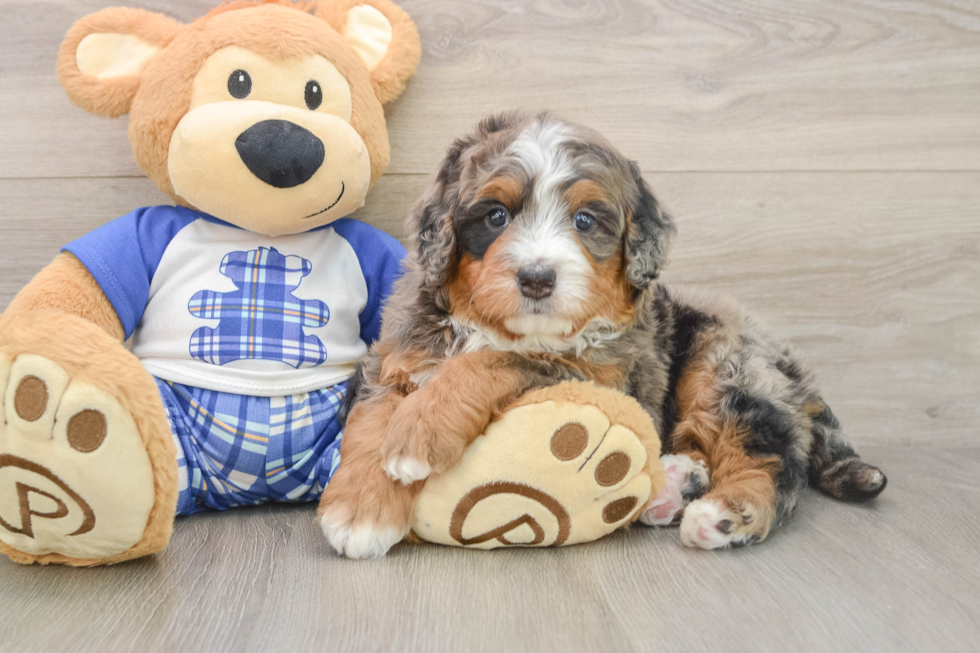 Mini Bernedoodle Pup Being Cute
