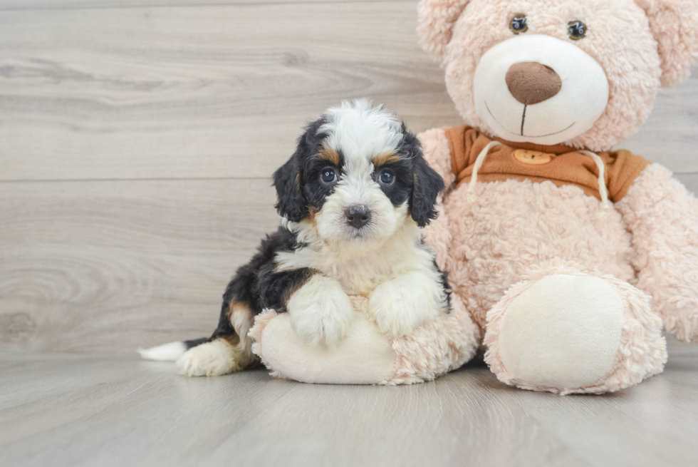 Energetic Bernadoodle Poodle Mix Puppy