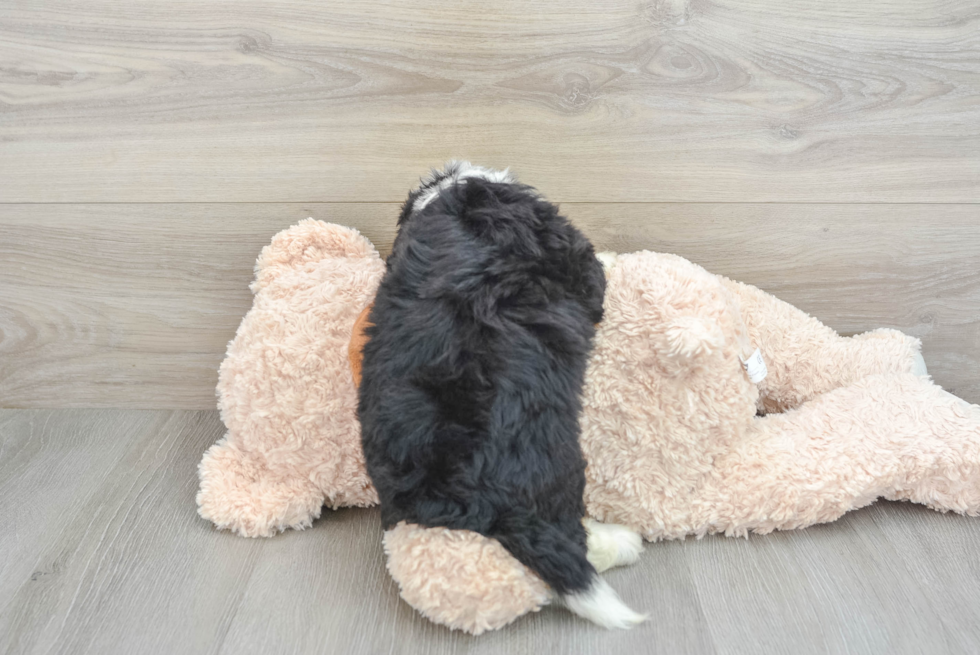 Best Mini Bernedoodle Baby