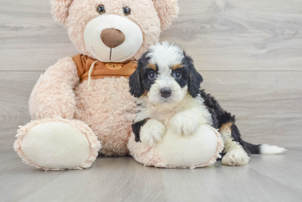 Sweet Mini Bernedoodle Baby