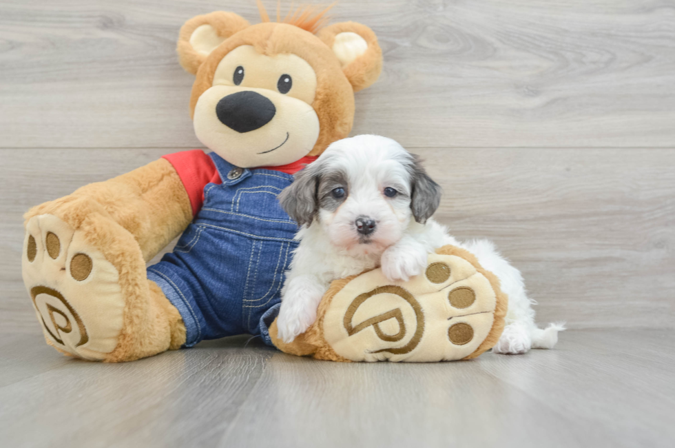 5 week old Mini Bernedoodle Puppy For Sale - Lone Star Pups