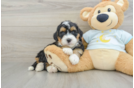 Mini Bernedoodle Puppy for Adoption