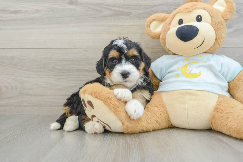 Mini Bernedoodle Puppy for Adoption