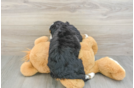 Happy Mini Bernedoodle Baby