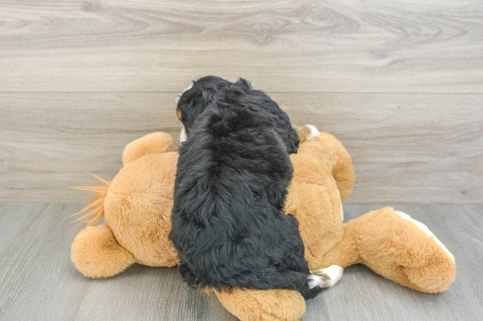 Happy Mini Bernedoodle Baby