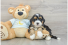 Best Mini Bernedoodle Baby