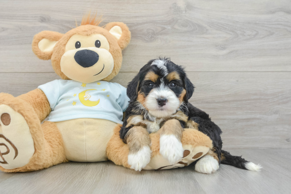 Best Mini Bernedoodle Baby