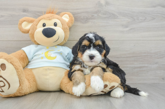 Best Mini Bernedoodle Baby
