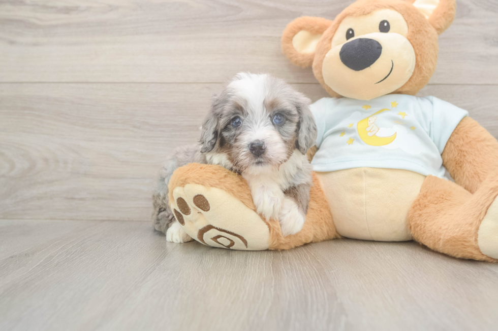 Meet Misha - our Mini Bernedoodle Puppy Photo  2/3 - Lone Star Pups Funny Mini Bernedoodle Poodle Mix Pup