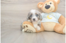 Meet Misha - our Mini Bernedoodle Puppy Photo  2/3 - Lone Star Pups Funny Mini Bernedoodle Poodle Mix Pup