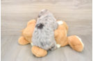 Meet Misha - our Mini Bernedoodle Puppy Photo  3/3 - Lone Star Pups Petite Mini Bernedoodle Poodle Mix Pup