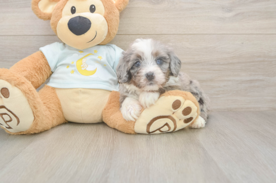 5 week old Mini Bernedoodle Puppy For Sale - Lone Star Pups Fluffy Mini Bernedoodle Poodle Mix Pup