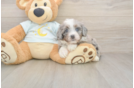 Meet Misha - our Mini Bernedoodle Puppy Photo  1/3 - Lone Star Pups Fluffy Mini Bernedoodle Poodle Mix Pup