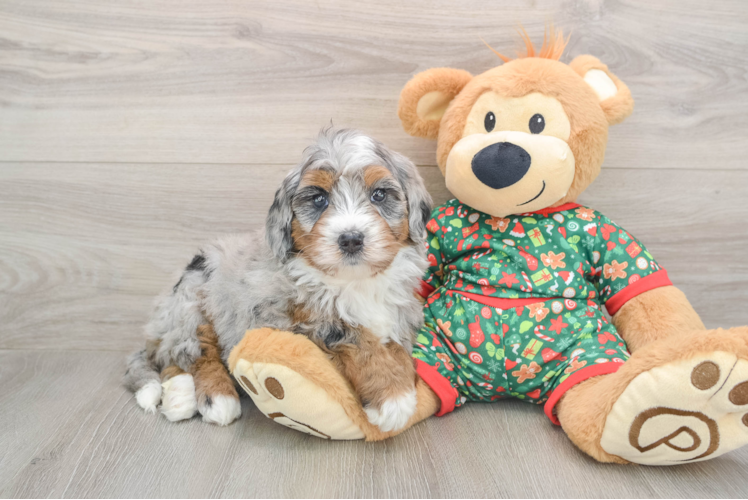 Mini Bernedoodle Puppy for Adoption