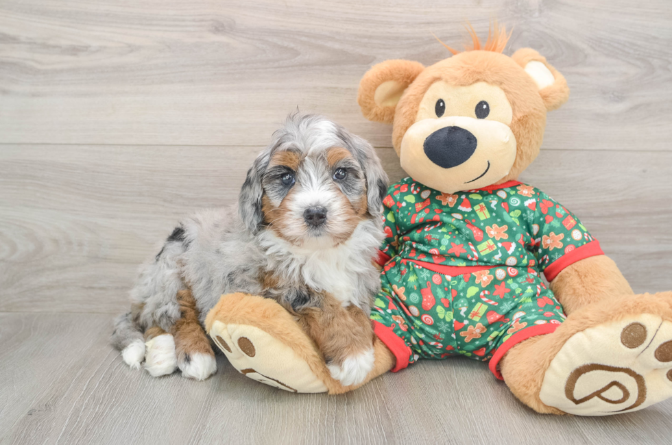 5 week old Mini Bernedoodle Puppy For Sale - Lone Star Pups