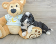 7 week old Mini Bernedoodle Puppy For Sale - Lone Star Pups