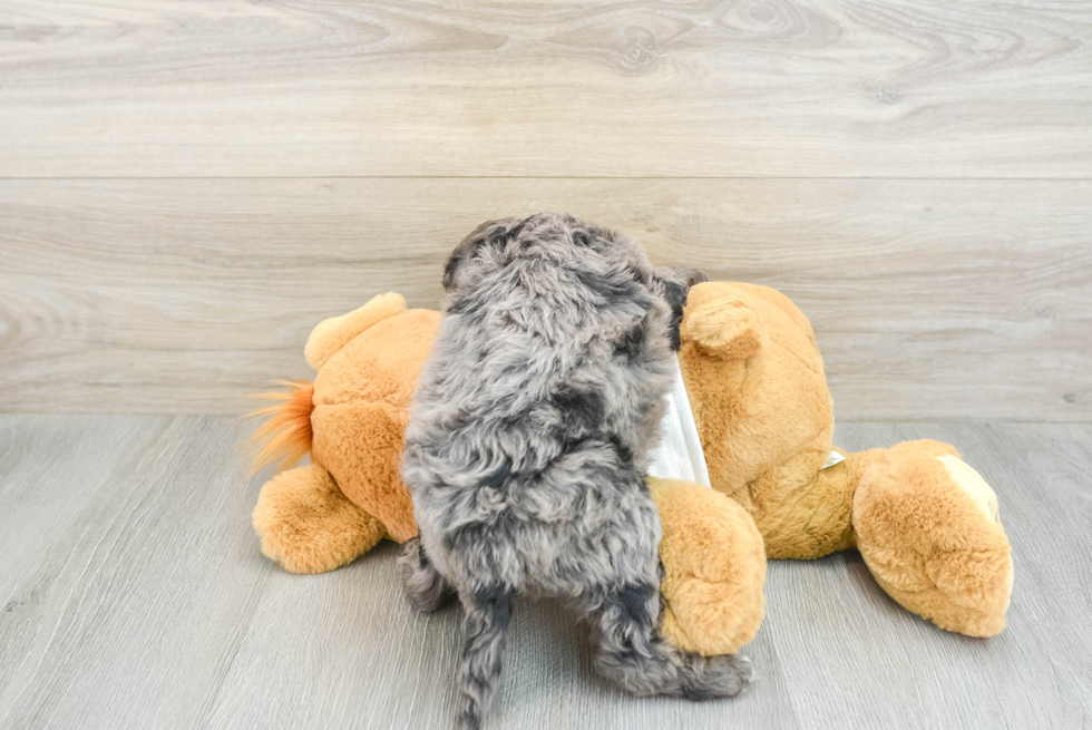 Best Mini Bernedoodle Baby